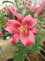 [4505 PO93 Digame No02.JPG]